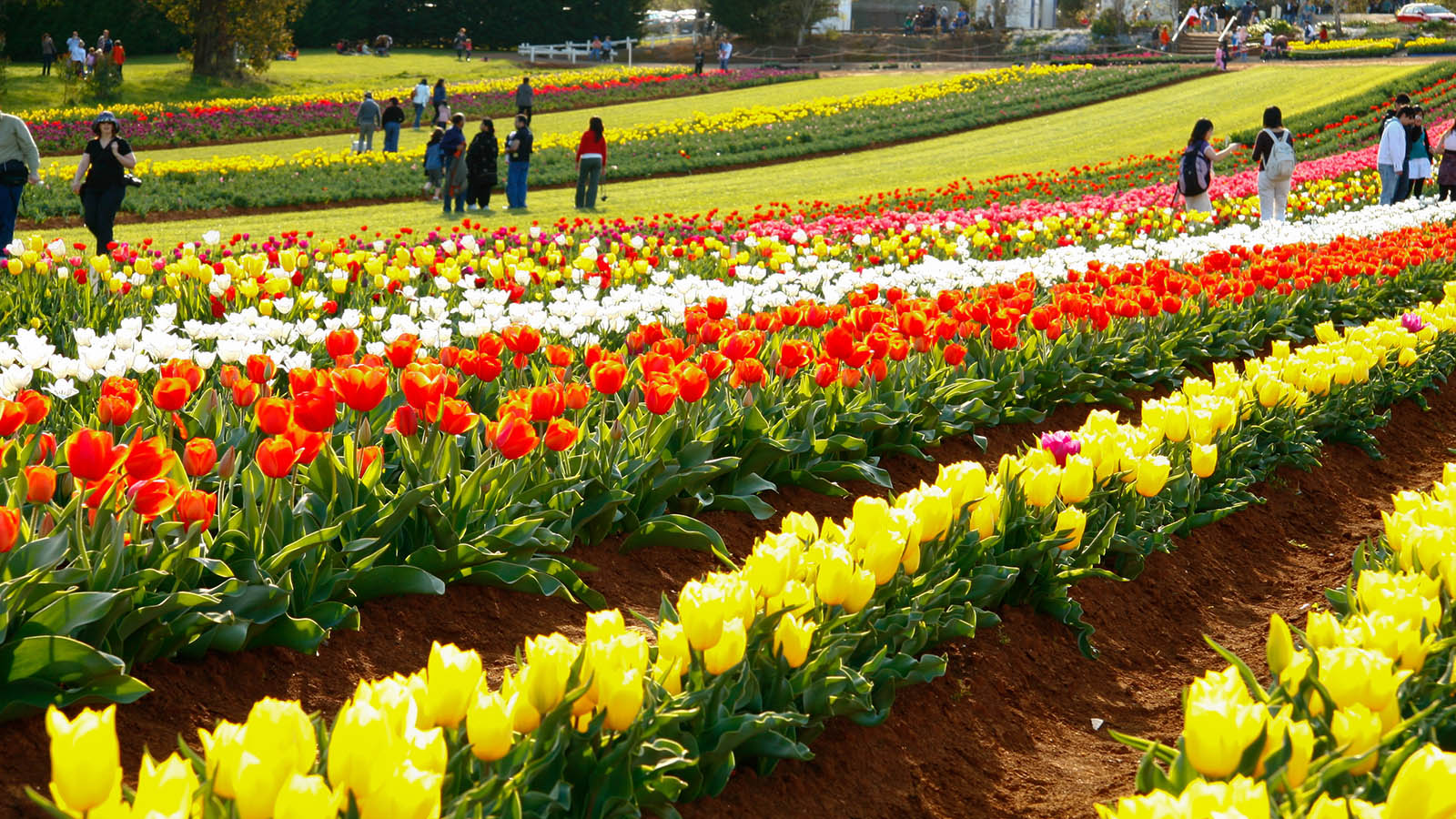 Tessalar Tulip Festival, Silvan, Victoria